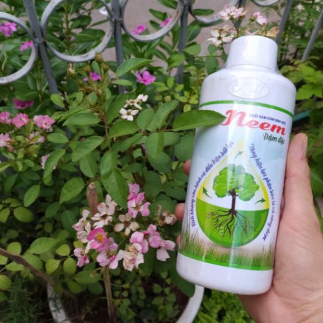 Dầu neem chất bám dính sinh học hữu cơ -500ml. Phòng trừ sâu hại, nhện, bọ trĩ, rệp sáp.