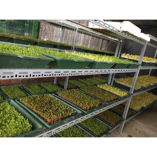 Hạt rau mầm củ cải đỏ 100g