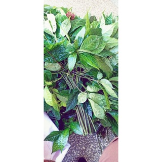 1KG LÁ SÂM NGỌC LINH TƯƠI - HÀNG ĐẢM BẢO CHẤT LƯỢNG - DƯỢC LIỆU HÀ HOÀNG