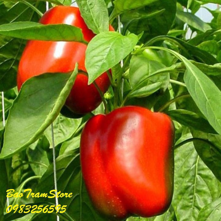 Bán buôn- Hạt giống ớt ngọt đỏ 69F1 gói 10 hạt xuất xứ Hà Lan hàng đẹp, nhập khẩu.