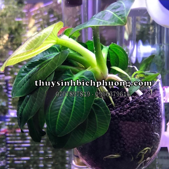 CÂY THỦY SINH TRẦU ECHINODORUS IGUAZU 2009 | CHUYÊN HÚT ĐỘC ĐỐ NỀN THỦY SINH NUÔI TÉP KIỂNG