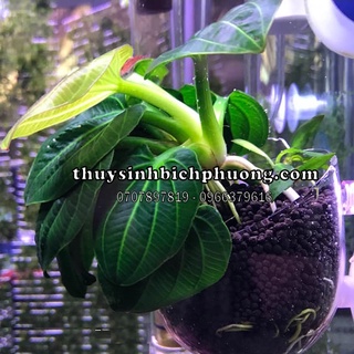 CÂY THỦY SINH TRẦU ECHINODORUS IGUAZU 2009 | CHUYÊN HÚT ĐỘC ĐỐ NỀN THỦY SINH NUÔI TÉP KIỂNG