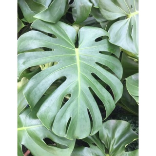 Trầu bà lá xẻ ( size lớn gốc già )