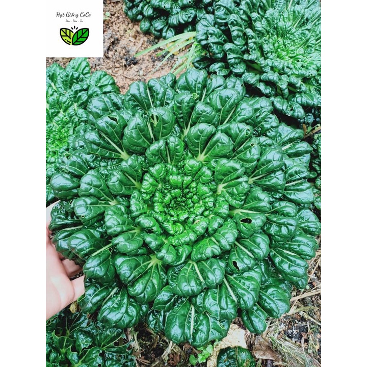Hạt Giống Cải Hoa Hồng, cải Tatsoi, Cải Thìa Hoa 1Gr