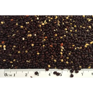 hạt cỏ thái đen 1kg