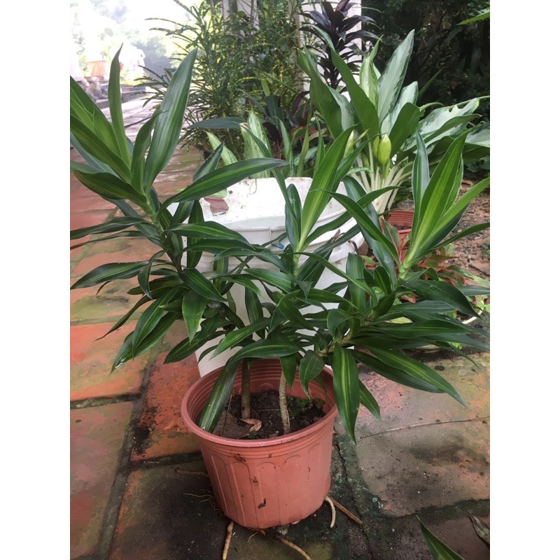 Trúc bách hợp cắt cành , cành 40cm , cây giống bầu đất không chậu