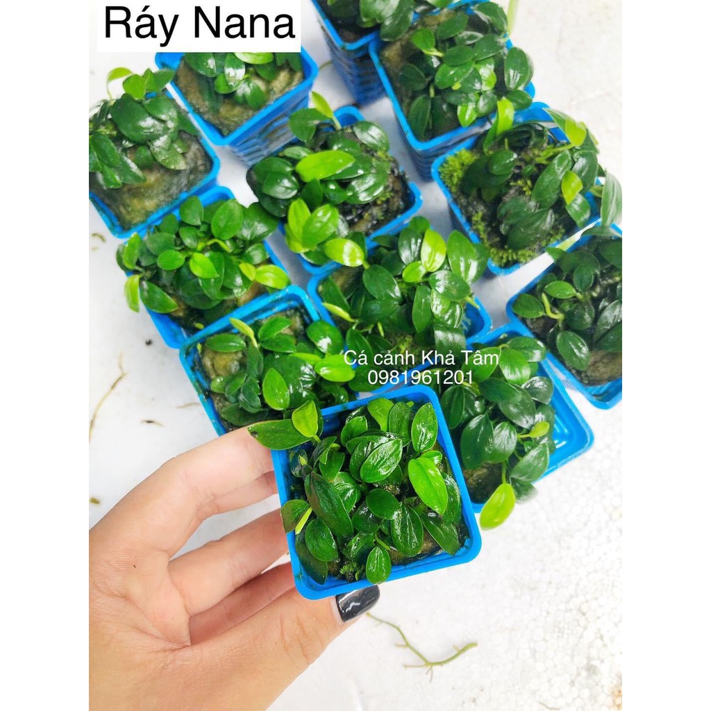 Cây ráy nana thủy sinh