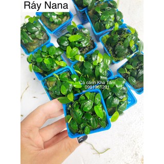 Cây ráy nana thủy sinh