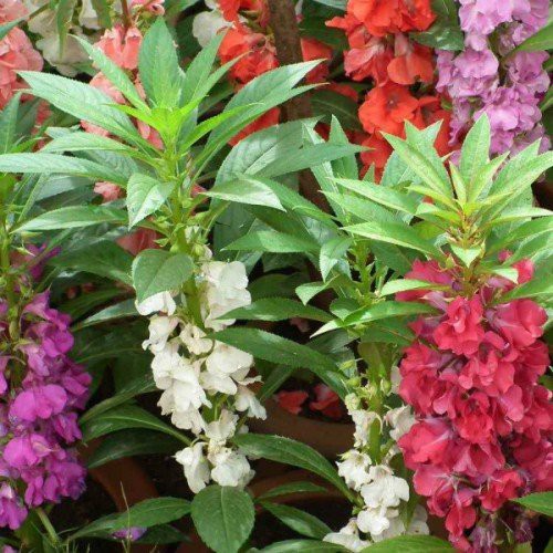 Hạt giống hoa móng tay gói 1g ( khoản hơn 100 hạt ) giá rẻ