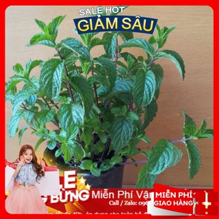 Hạt giống cây bạc hà -50 hạt / gói