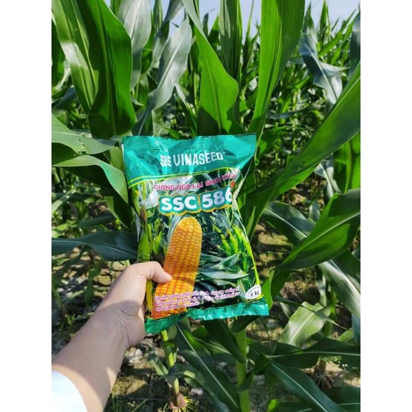 Hạt giống ngô sinh khối SSC586