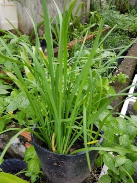 Cây rau hẹ lá nhỏ