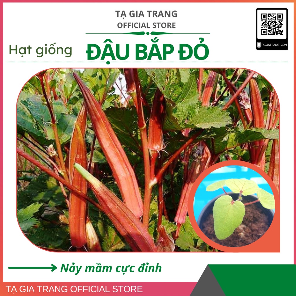 Hạt giống đậu bắp đỏ (mướp tây - đậu bắp tím)