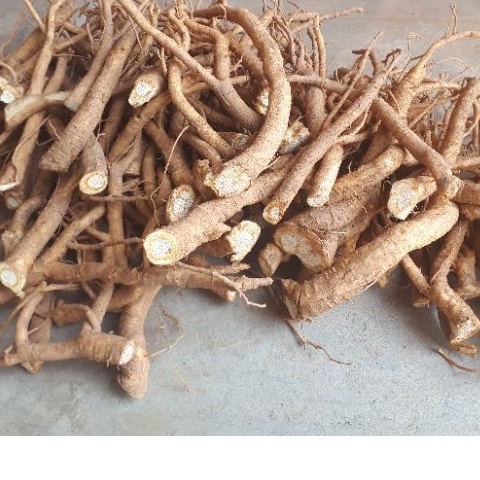 Rễ Đinh Lăng Nếp Bắc Tươi 0,5 kg Hàng Loại 1