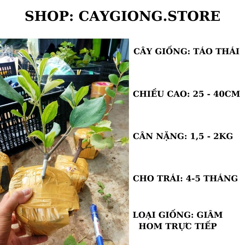 Cây táo giống Thái da xanh Ninh Thuận siêu trái trồng chậu sân thượng CT09