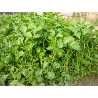 Chậu Rau Cần Tây