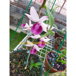 Phi điệp, giả hạc bệt Lâm Đồng