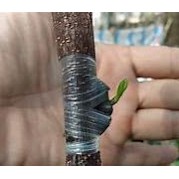 Giấy Ghép Cây Tự Hủy rộng 6cm và 8cm - BĂNG KEO GHÉP CÂY GIÚP BẢO VỆ MỐI GHÉP-BĂNG GHÉP CÂY VẢI , CÂY NHÃN...