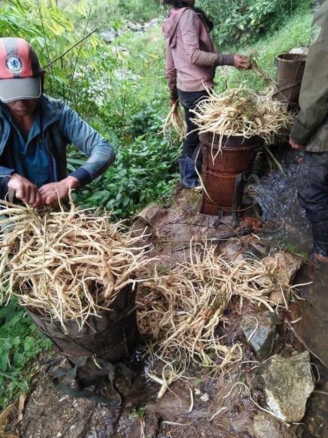 🍁👌1 ký SÂM DÂY Ngọc linh 🌿💕⭐️