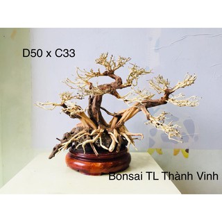 Lũa trang trí bể từ 80 trở lên