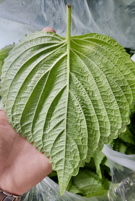 Lá Kenhip Vừng Mè Tía Tô Cuốn Thịt nướng Hàn Quốc 1kg