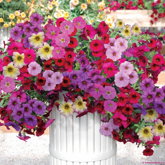 Gói 100 hạt hoa yến thảo rủ petunia