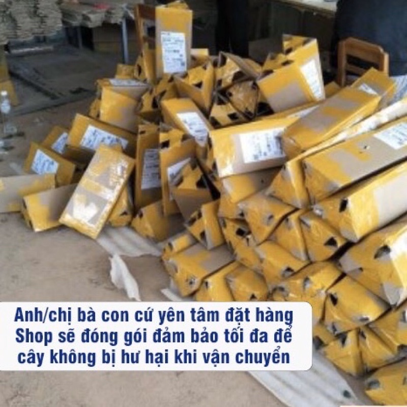 Cây mít ruột đỏ chuẩn giống dễ trồng 1 năm ra quả (ảnh thật hình cuối0