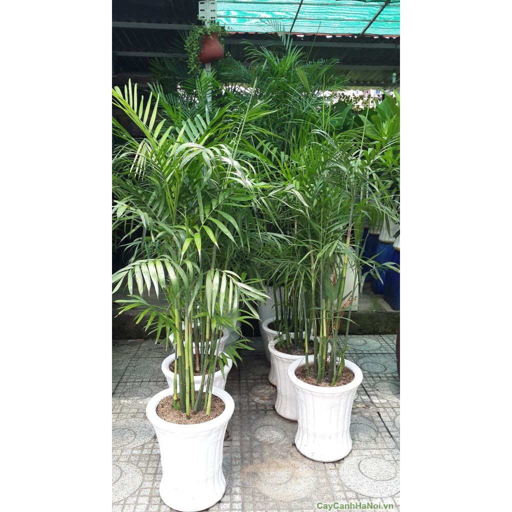 CAU HAWAI MANG NHIỀU TÀI LỘC - VẬN MAY CHO GIA CHỦ