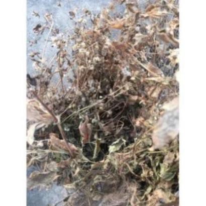 1kg cây cứt lợn khô  chữa viêm xoang