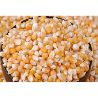 Thức Ăn Hamster - Bắp Hạt 100gr