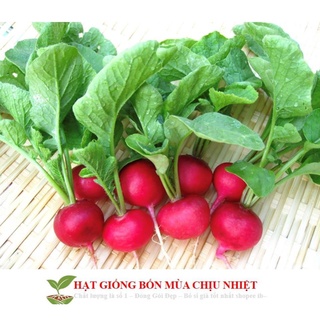 Gói 20 hạt củ cải đỏ mini hạt giống củ cải mini đỏ năng suất cao 1gr