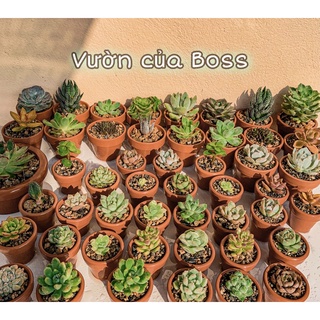 Chậu sen đá - Xương rồng mini