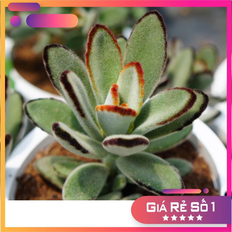 Sen Đá Nhung Lông Đen chậu lớn, siêu cute, dễ trồng, Hàng Đà Lạt, Lỗi 1 đổi 1