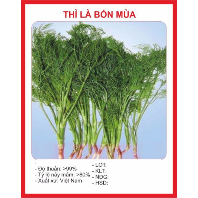 Hạt giống thì là bốn mùa 100 hạt