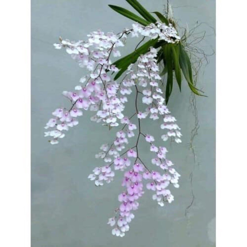 🍀HÀNG ĐẸP🍀Hoa Lan Vũ Nữ Pẻu