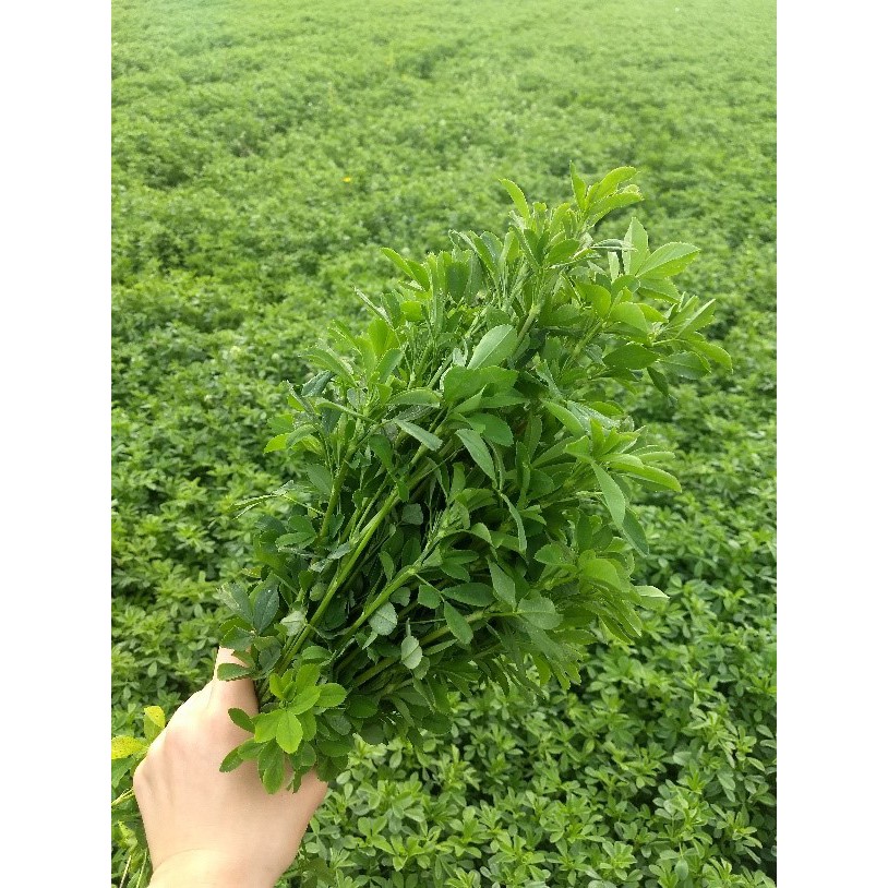 Hạt Cỏ Chăn Nuôi Alfalfa Linh Lăng 200gam