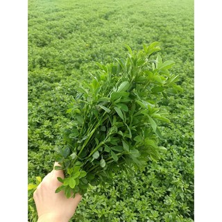 Hạt Cỏ Chăn Nuôi Alfalfa Linh Lăng 200gam, Năng Suất Cao