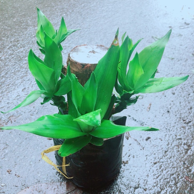 Phát Tài Mini