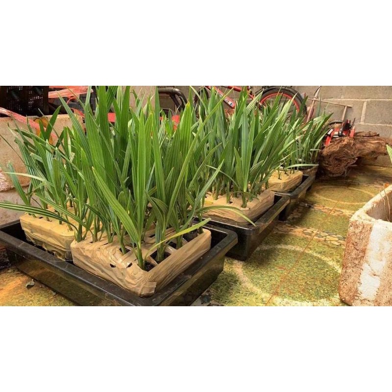 Cây giống chà là ăn quả (cấy mô)