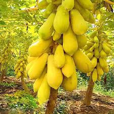 Hạt Giống đu đủ vàng(tặng kèm phân)