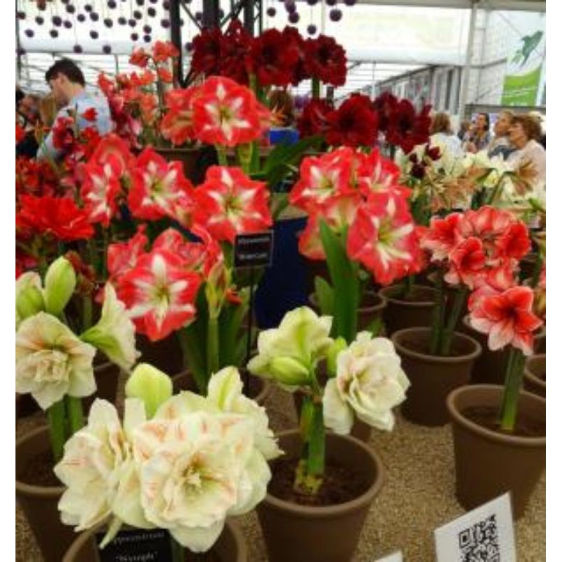 Củ lan huệ (loa kèn, amaryllis) ngoại lai cánh kép