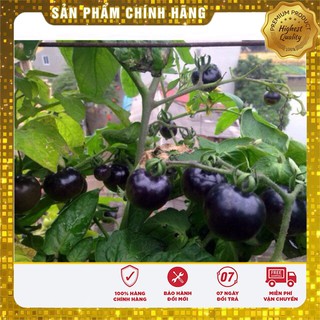 Hạt Giống Cà Chua Đen(15-20 hạt)