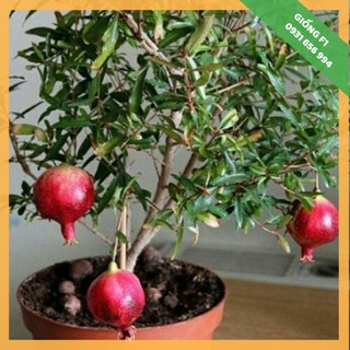 Giống f1 - cây giống lựu lùn đỏ cao sản 1