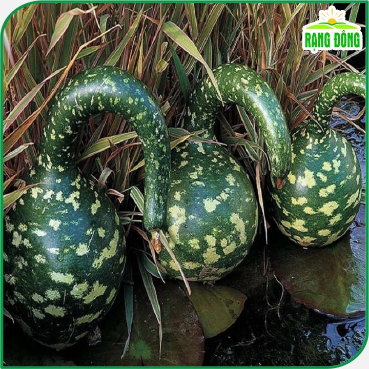 Hạt giống Bầu Thiên Nga trái đẹp, thơm, ngọt, trồng quanh năm - Hạt giống Rạng Đông
