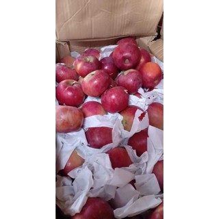 sỉ toàn quốc táo đá 1kg