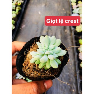 sen đá giọt lệ crest