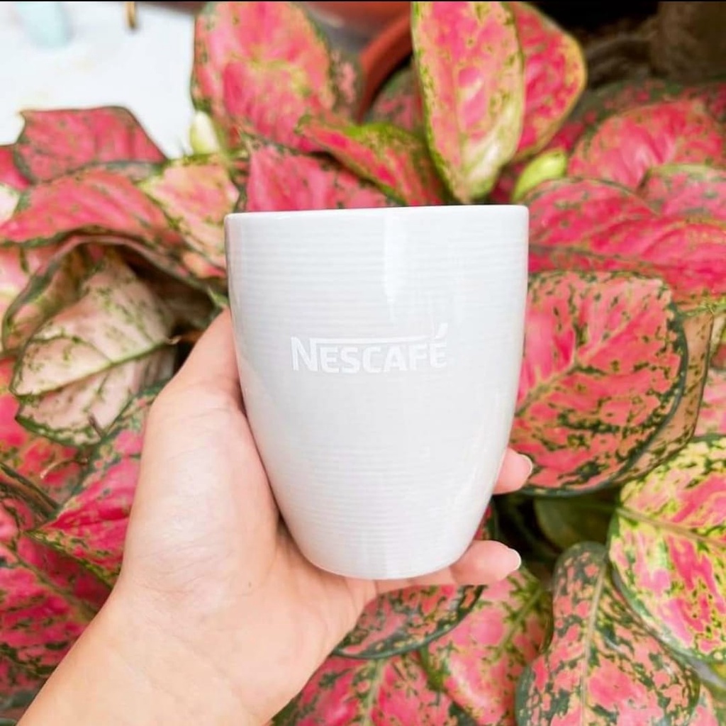 Ly sứ Dongwa  màu ngẫu nhiên