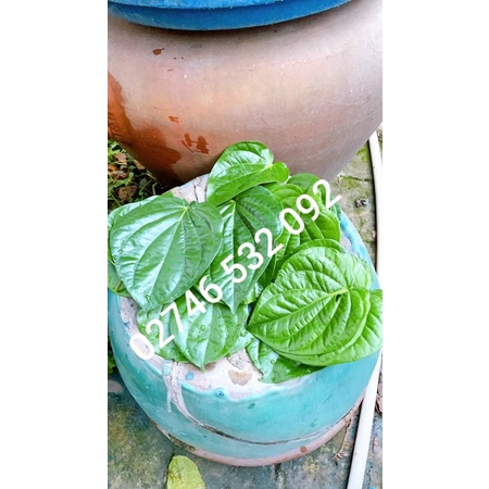 Lá Trầu Không Tươi Sạch Nhà Trồng - Lá To Đẹp - Dùng Xông Mặt - Hơ Cho Bé Sơ Sinh - Xông Vùng Kín - Ăn Hoặc Trang Trí