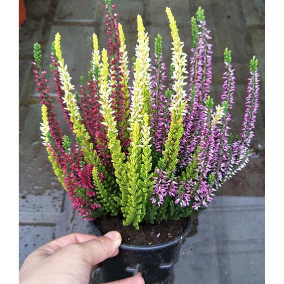 50 hạt giống hoa vuốt hổ trồng trang trí nhà cửa đuổi muỗi SHOP MỚI KHYẾN MẠI GIÁNG SINH