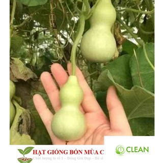 Hạt Giống Bầu Hồ Lô - Mini Siêu Kute 5 HẠT